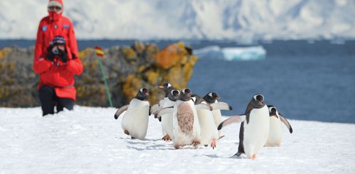 Antarctic_Gentoo_Penguins_©_Poseidon_Expeditions