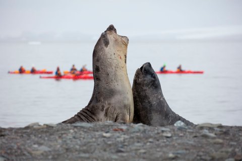 Antarctic_Sea_Lion_©_Holger_Leue_Poseidon_Expeditions