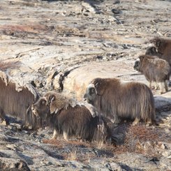 Greenland_Harefjord_Scoresby_Sund_©_Troels_Jacobsen_Oceanwide_Expeditions