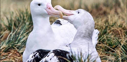 Schwarzbrauenalbatrosse_Falkland_Inseln_2017_©_Martin_Zwick_Naturfoto