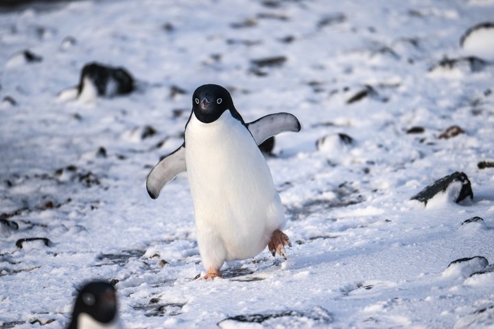 Horseshoe_Island_Antarctica_©_Tim_Bieber_Oceanwide_Expeditions