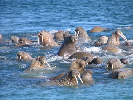 Walrus_Appolonov_Island_Franz_Josef_Land_©_Andrey_Volkov_Oceanwide_Expeditions