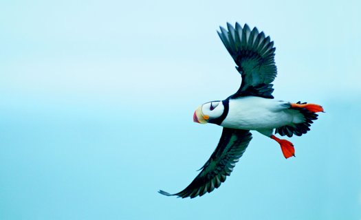 Puffin_Kolyuchin_Island_©_A_Terauds_Heritage_Expeditions