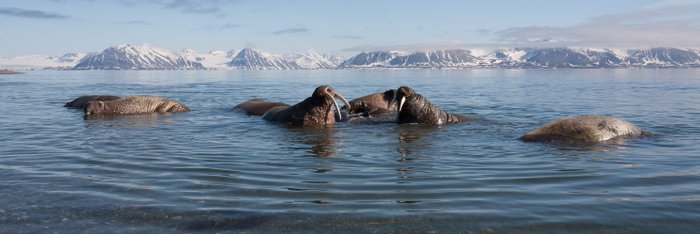 Poolepynten_Prins_Karls_Forland_Svalbard_©_Troels_Jacobsen_Oceanwide_Expeditions