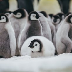 Emperor Penguins Snow Hill_©_David_Merron_Quark_Expeditions