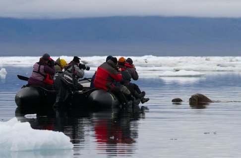 Walrus_in_water_©_K_Ovsyanikova_Heritage_Expeditions