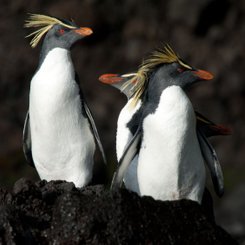 Northern_Rockhopper_Tristan_da_Cunha_Atlantic_Odyssey_©_Erwin_Vermeulen_Oceanwide_Expeditions