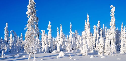 Schnee_Baeume_Finnland_Lappland_©_Martin_Zwick_Naturfotografie