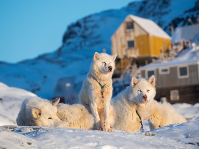 Schlittenhunde im Winter im Nordwesten von Groenland auf dem Meereis vor Uummannaq, dort sind Hunde noch Zugtiere fuer die Fischer des Ortes. Groenland_©_Martin_Zwick_Naturfoto