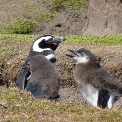 Magellanpinguine_Bleaker_Falkland_©_Juergen_Stock_Auf_Kurs_Inselreisen