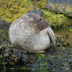 Robbe_Shetland_Inseln_©_Martin_Zwick_Naturfotografie