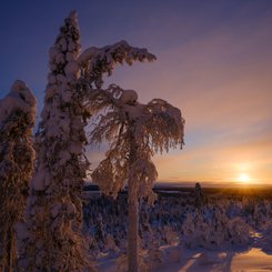 Schnee_Baeume_Finnland_Lappland_©_Martin_Zwick_Naturfotografie