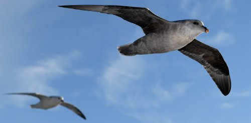 Franz_Josef_Land_Sea_Birds_©_Poseidon_Expeditions