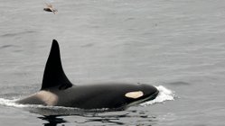 Orca_Kamchatka_Kuril_Islands_©_Peter_Juliff_Aurora_Expeditions