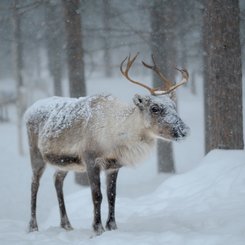 Rentier_Finnland_Lappland_©_Martin_Zwick_Naturfotografie