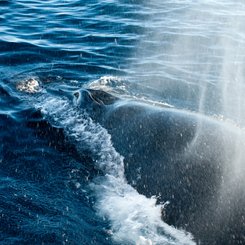 Humpbackwhale_Greenland_©_Erwin_Vermeulen_Oceanwide_Expeditions