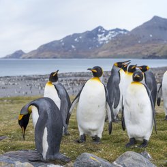 Suedgeorgien_Landschaft_Koenigspinguin_©_Martin_Zwick_Naturfoto