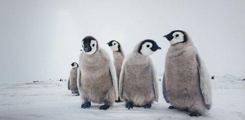 Emperor Penguins Snow Hill_©_David_Merron_Quark_Expeditions