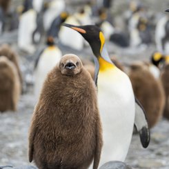 Suedgeorgien_Familie_Koenigspinguin_©_Martin_Zwick_Naturfoto