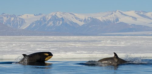 Ross_Sea_Orcas_Antarctic_©_Michael_Wenger_Oceanwide_Expeditions