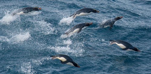 Erect_Crested_Penguins_Sub_Antarctic_Islands_©_Lisle_Gwynn_Heritage_Expeditions