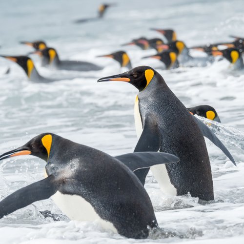 Suedgeorgien_Wasser_Koenigspinguine_©_Martin_Zwick_Naturfoto