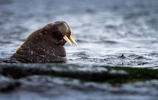 Jewels_Russian_Arctic_Walrus_©_Nicky_Souness_Quark_Expeditions