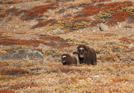 Musk_Oxen_Greenland_©_Erwin_Vermeulen_Oceanwide_Expeditions