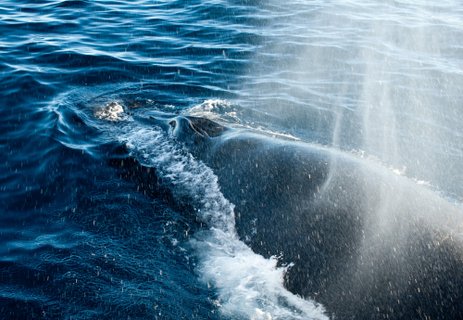 Humpbackwhale_Greenland_©_Erwin_Vermeulen_Oceanwide_Expeditions