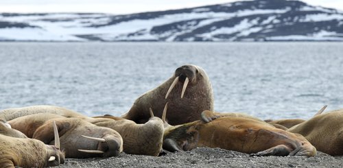 Walrus_Svalbard_©_Page_Chichester_Poseidon_Expeditions