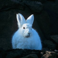 Arctic_Hare_Greenland_©_Rinie_van_Meurs_Oceanwide_Expeditions