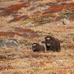 Musk_Oxen_Greenland_©_Erwin_Vermeulen_Oceanwide_Expeditions