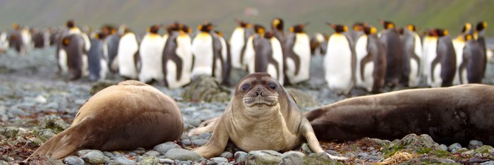 King_Penguins_Sea_Lions_Sub_Antarctic_Islands_©_E_Bell_Heritage_Expeditions