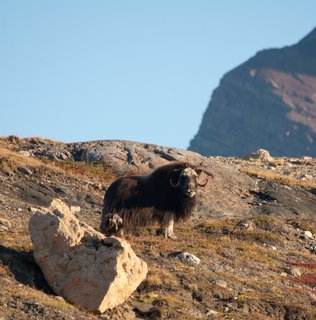 Musk_Oxen_Greenland_©_Erwin_Vermeulen_Oceanwide_Expeditions