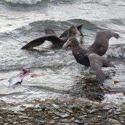 Suedlicher_Riesensturmvogel_Bleaker_Falkland_©_Juergen_Stock_Auf_Kurs_Inselreisen