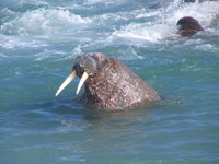 Walrus_Appolonov_Island_Franz_Josef_Land_©_Andrey_Volkov_Oceanwide_Expeditions