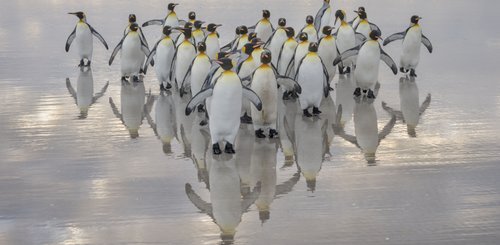 Koengspinguine_Falkland_Inseln_2017_©_Martin_Zwick_Naturfoto