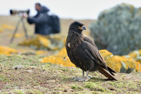 Striated_Caracara_Saunders_Island_Falkland_Islands_©_Martin_van_Lokven_Oceanwide_Expeditions