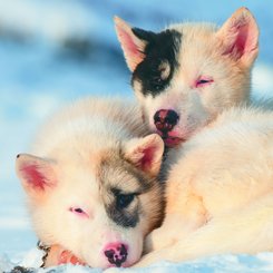 Schlittenhunde im Winter im Nordwesten von Groenland auf dem Meereis vor Uummannaq, dort sind Hunde noch Zugtiere fuer die Fischer des Ortes. Groenland_©_Martin_Zwick_Naturfoto