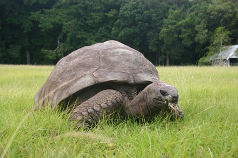 St_Helena_Turtle_Jonathan_Atlantic_Odyssey_©_Oceanwide_Expeditions