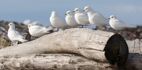 Ivory_Gulls_Severnaya_Zemlya_north_sea_route_©_A_Breniere_Heritage_Expeditions