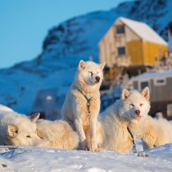 Schlittenhunde im Winter im Nordwesten von Groenland auf dem Meereis vor Uummannaq, dort sind Hunde noch Zugtiere fuer die Fischer des Ortes. Groenland_©_Martin_Zwick_Naturfoto