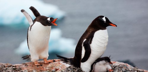 Antarctic_Gentoo_Penguins_©_Holger_Leue_Poseidon_Expeditions