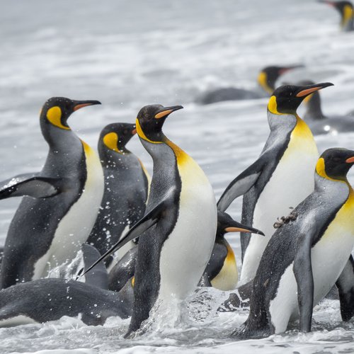 Suedgeorgien_Wasser_Gruppe_Koenigspinguine_©_Martin_Zwick_Naturfoto