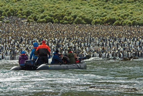 King_Penguins_Lusitania_Bay_Macquarie_Island_Sub_Antarctic_Islands_©_N_Russ_Heritage_Expeditions