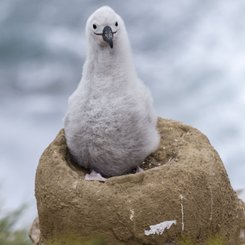 Albatros_Kueken_2_Falkland_Inseln_2017_©_Martin_Zwick_Naturfoto