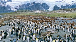 Koengspinguin_Kolonie_Suedliche_See_Elefanten_Sued-Georgien_©_Martin_Zwick_Naturfoto