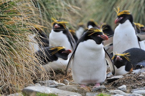 Macaroni_Penguins_South_Georgia_©_Martin_van_Lokven_Oceanwide_Expeditions