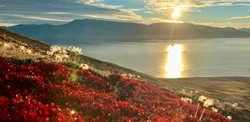 Kap_Ovibos_Greenland_©_Adam_Turner_Oceanwide_Expeditions