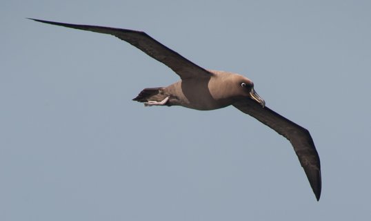 Sooty_Albatros_Atlantic_Odyssey_©_Erwin_Vermeulen_Oceanwide_Expeditions